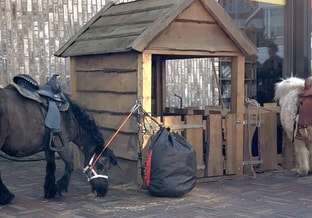 Ponies snuffelmarkt Wagnerplein