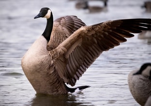 Terski canadian goose 7737260