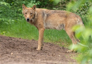 Wolf Bram 2 Copyright Ramon van Bentum
