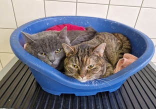02 poes en kater gedumpt parkeerplaats amerongen