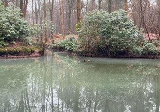 Oude bosgroeiplaatsen sparrendaal driebergen