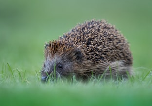 Timoostrich hedgehog 7710053
