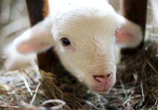 Babygoat