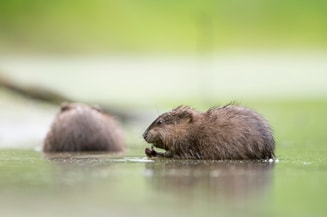 2 2 muskusratten