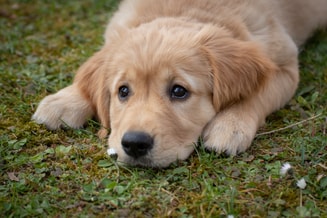 Puppy 2 Pixabay