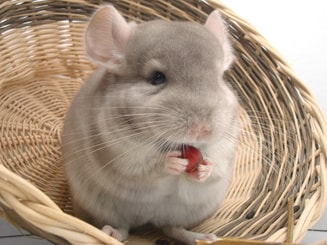 Chinchilla Pixabay