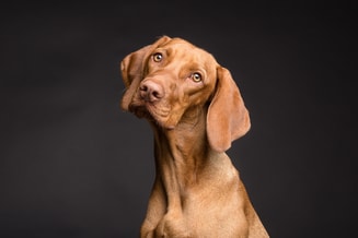 Hond Pixabay