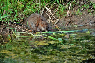 Muskusrat waterkonijn