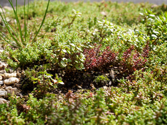 Vetplantjes op groen dak Flickr E Dronkert