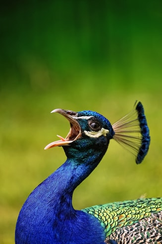Pauw peacock Pixabay middel