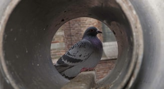Duiventil Gouda