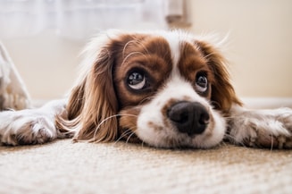 Hond op vloerkleed Pixabay