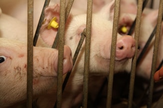 Varkens achter tralies