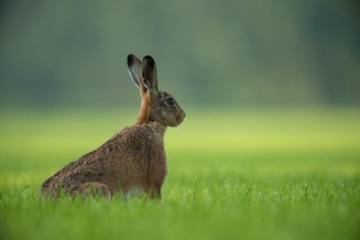 Hare II