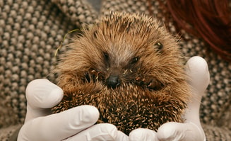 Hedgehog 2074143 1920