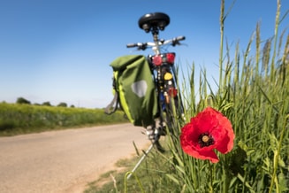Fietspad klaproos