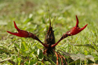 Rivierkreeft