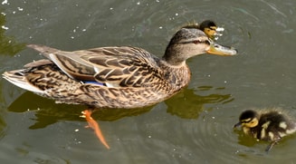 Wilde eend