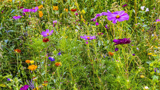 Bloemenweide bloemrijk grasland kruidrijk bloemen natuurlijk biodiversiteit