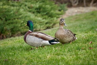 Ducks
