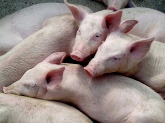 Varkens