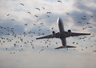 Vliegtuig Vogels