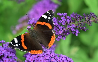 Vlinder atalanta insect bestuiver bestuiving