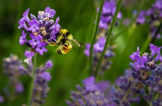 Wilde bij biodiversiteit pvdd partij voor de dieren