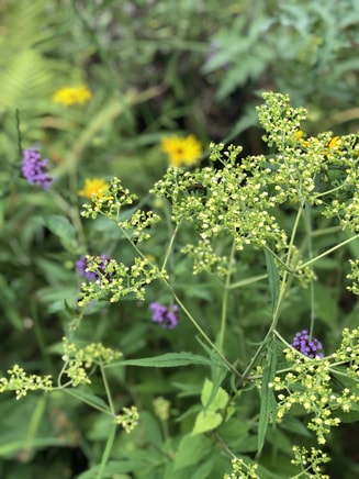 Bloemen