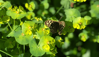 Vlinder ecologisch groenbeheer Amsterdam jpg