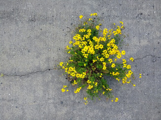 Bloem plant in beton asfalt Pixabay
