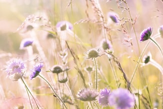Bloemenweide Pixabay