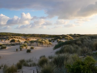 Duinen Den Haag