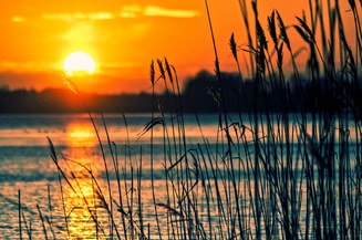 Meer zon riet Pixabay