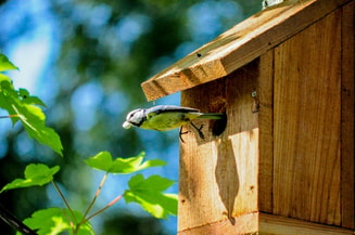 Pimpelmees Vogelhuis