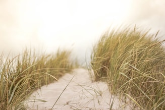 Zand gras strand Pixabay