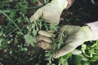 Gardening 2518377 1280