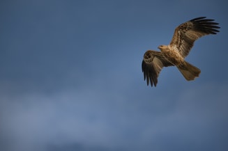 Whistling kite 7340817 1280