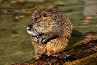 Beaver rat 2909523 1920
