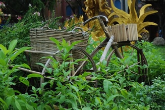 Fiets In Het Groen Pixabay Rechtenvrij
