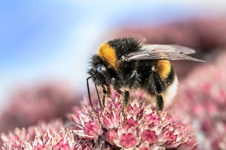 Heide Hommel