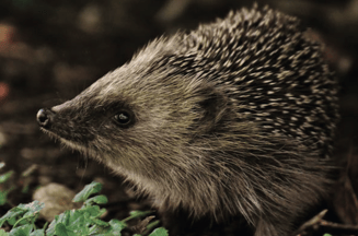 Pvd D PN Dierenwelzijn egel