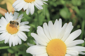 Pvd D PN Natuur bloemen met bij