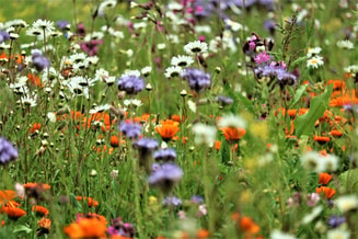 Klimaatbiodiversiteitcirculair