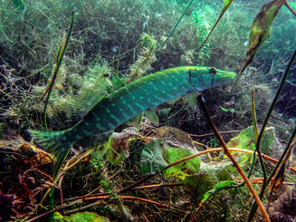 Snoek