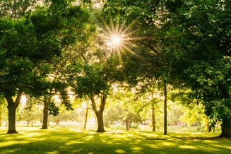 Bomen gayatri malhotra P9gkfbax MTU unsplash