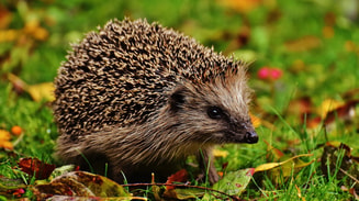 Alexa Pixabay hedgehog child 16 9