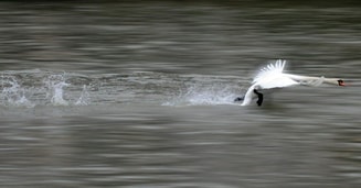 Swan 630142 1920