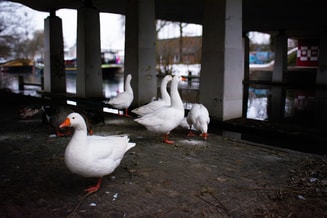 Hfdst 2 dieren