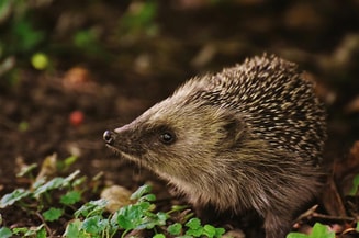 Hoofdstuk 2 Dieren hebben het recht om te leven naar hun aard